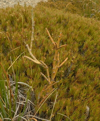 Carmichaelia crassicaulis