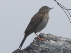 Anthus furcatus