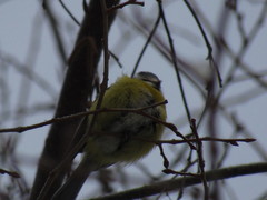 Cyanistes caeruleus