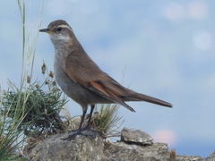 Cinclodes comechingonus