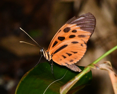 Heliconius numata lyrcaeus
