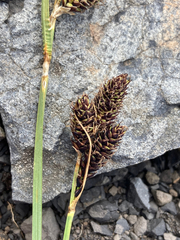 Carex heteroneura