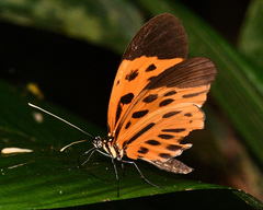Heliconius numata lyrcaeus