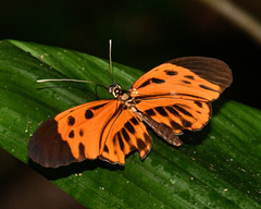 Heliconius numata lyrcaeus