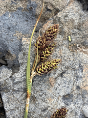 Carex heteroneura
