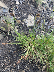 Carex heteroneura