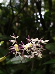Palicourea violacea