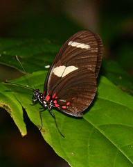 Heliconius sara