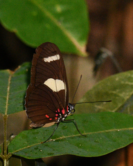 Heliconius sara