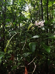 Palicourea violacea