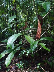 Palicourea violacea