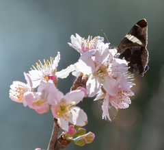Oechydrus chersis