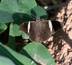Oechydrus chersis