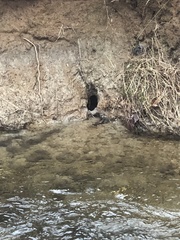 Ondatra zibethicus zibethicus