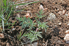 Lomatium orientale