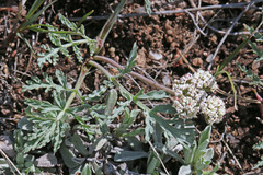 Lomatium orientale
