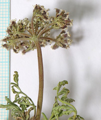 Lomatium orientale