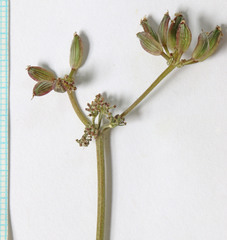 Lomatium orientale
