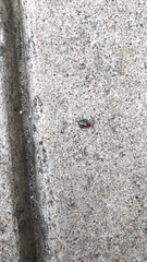 Disonycha leptolineata