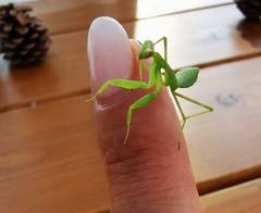 Hierodula transcaucasica