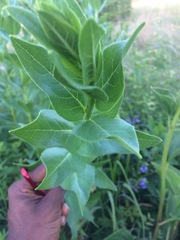 Silphium radula