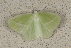 Iulops argocrana