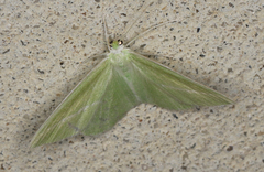 Iulops argocrana