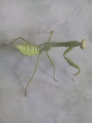 Stagmatoptera femoralis