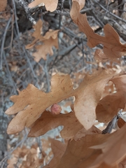 Atrusca brevipennata