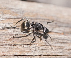 Polyrhachis phryne