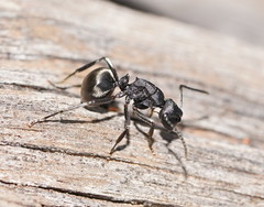 Polyrhachis phryne
