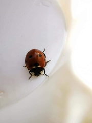 Coccinella septempunctata