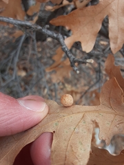 Atrusca brevipennata