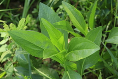 Rudbeckia texana