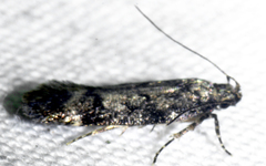Chionodes thoraceochrella