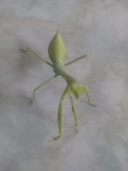 Stagmatoptera femoralis
