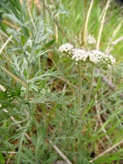 Lomatium orientale