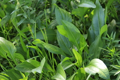 Rudbeckia texana