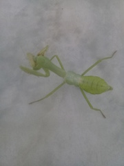 Stagmatoptera femoralis