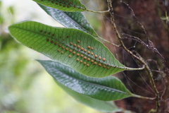 Serpocaulon levigatum
