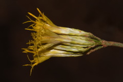 Ericameria nauseosa juncea