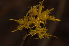 Ericameria nauseosa juncea