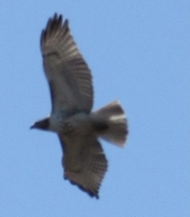 Buteo jamaicensis