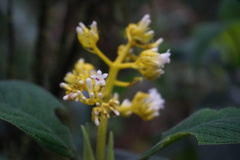 Palicourea aschersonianoides