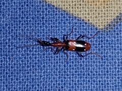 Ophionea indica