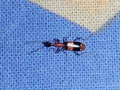 Ophionea indica