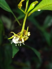 Palicourea tenerior