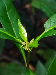 Palicourea tenerior