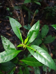 Palicourea tenerior