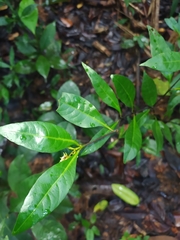 Palicourea tenerior